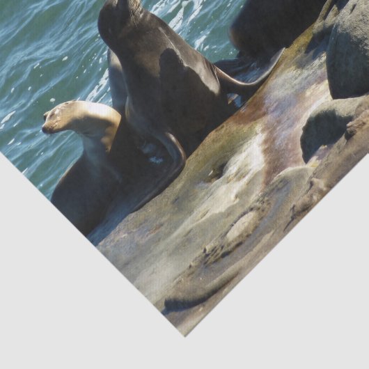 San Diego Zee Lions Tissuepapier (Detail)