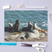 San Diego Zee Lions Tissuepapier (Craft)