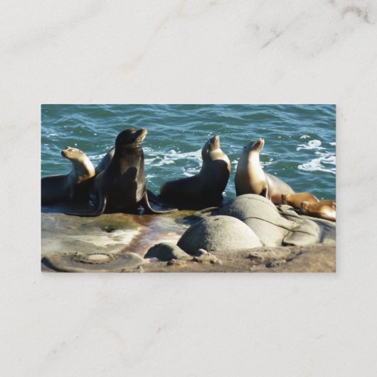 San Diego Zee Lions Visitekaartje (Achterkant)