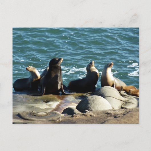 San Diego Zeeleeuwen Briefkaart (Voorkant)