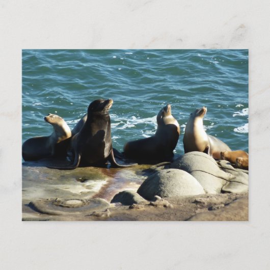 San Diego Zeeleeuwen Briefkaart (Voorkant)