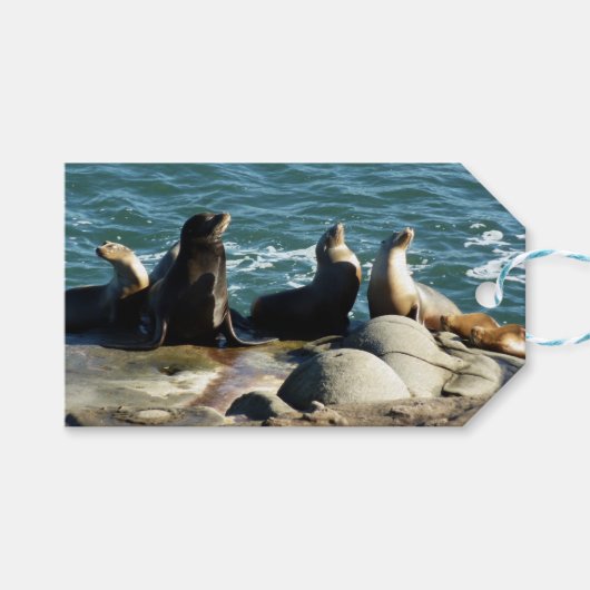 San Diego Zeeleeuwen Cadeaulabel (Voorkant (Horizontaal))