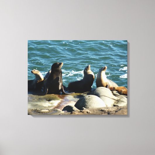 San Diego Zeeleeuwen Canvas Afdruk (Voorkant)