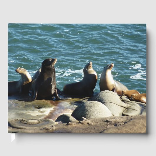 San Diego Zeeleeuwen Gastenboek (Voorkant)