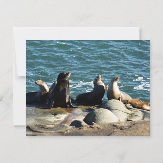 San Diego Zeeleeuwen Kaart (Voorkant)
