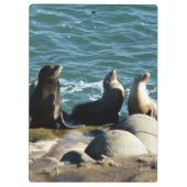 San Diego Zeeleeuwen Klembord (Achterkant)