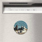 San Diego Zeeleeuwen Magneet (Insitu (Vaatwasser))