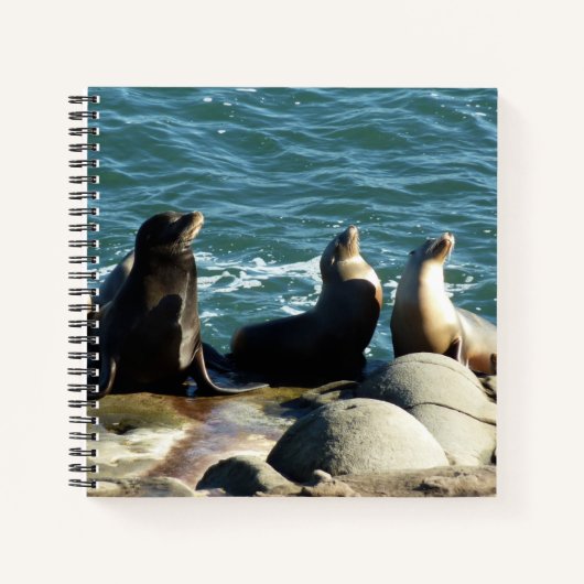 San Diego Zeeleeuwen Notitieboek (Voorkant)