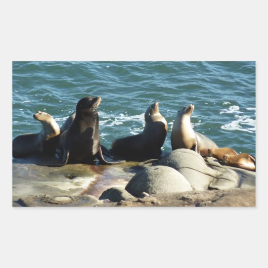 San Diego Zeeleeuwen Rechthoekige Sticker (Voorkant)