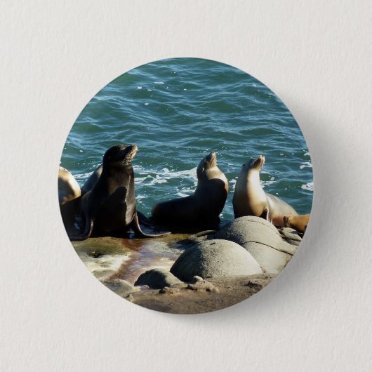 San Diego Zeeleeuwen Ronde Button 5,7 Cm (Voorkant)