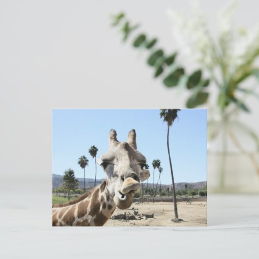 San Diego zoo Briefkaart (Staand voorkant)