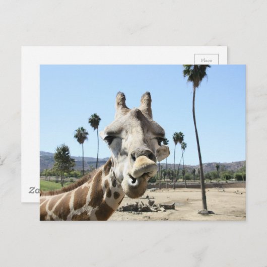 San Diego zoo Briefkaart (Voorkant / Achterkant)