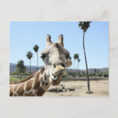 San Diego zoo Briefkaart (Voorkant)