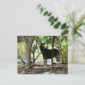 San Diego Zoo Briefkaart (Staand voorkant)