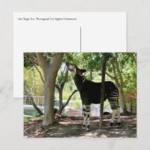 San Diego Zoo Briefkaart (Voorkant / Achterkant)