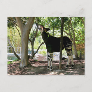 San Diego Zoo Briefkaart