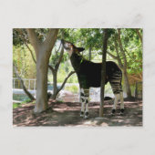 San Diego Zoo Briefkaart (Voorkant)