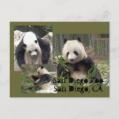 San Diego Zoo Briefkaart (Voorkant)