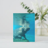 San Diego Zoo Briefkaart (Staand voorkant)