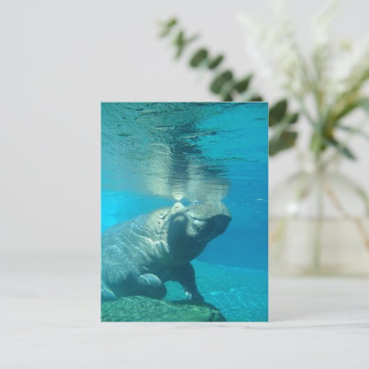 San Diego Zoo Briefkaart (Staand voorkant)