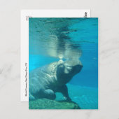 San Diego Zoo Briefkaart (Voorkant / Achterkant)