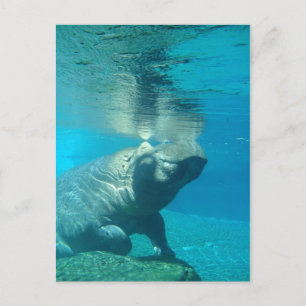 San Diego Zoo Briefkaart