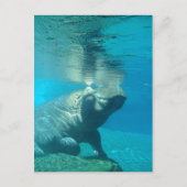 San Diego Zoo Briefkaart (Voorkant)