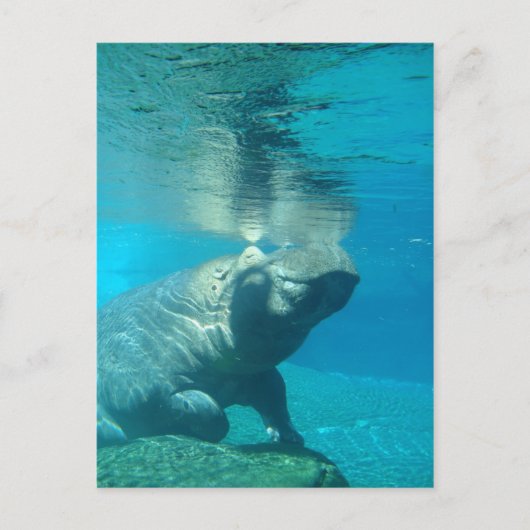 San Diego Zoo Briefkaart (Voorkant)