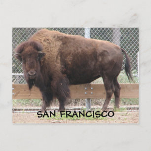 San Francisco Bison Briefkaart. Briefkaart