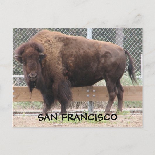 San Francisco Bison Briefkaart. Briefkaart (Voorkant)