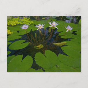 San Francisco California Gate Park en Briefkaart