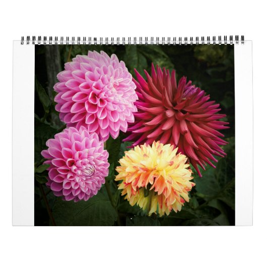 San Francisco Dahlias 2022 Kalender (Achterkant)