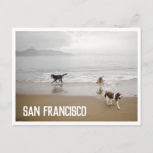 San Francisco Dogs in het Beach Briefkaart