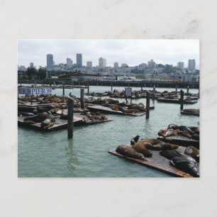 San Francisco en Pier 39 Zee Lions City Skyline Briefkaart