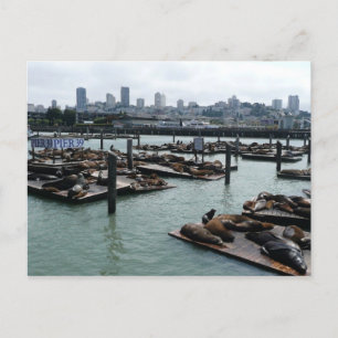 San Francisco en Pier 39 Zee Lions City Skyline Briefkaart