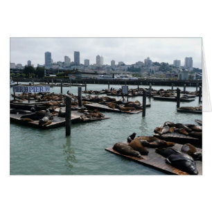 San Francisco en Pier 39 Zeeleeuwen Stadssilhouet