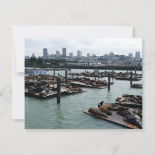 San Francisco en Pier 39 Zeeleeuwen Stadssilhouet