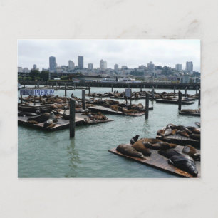 San Francisco en Pier 39 Zeeleeuwen Stadssilhouet Briefkaart