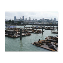 San Francisco en Pier 39 Zeeleeuwen Stadssilhouet