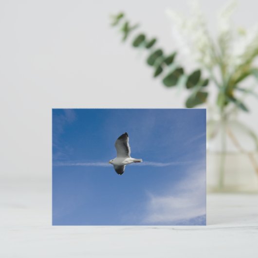 San Francisco Gull Briefkaart (Staand voorkant)