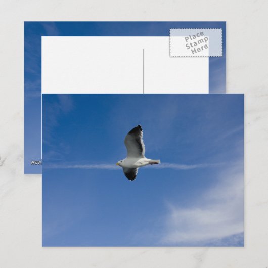 San Francisco Gull Briefkaart (Voorkant / Achterkant)