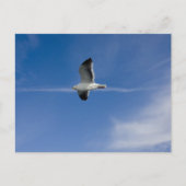 San Francisco Gull Briefkaart (Voorkant)