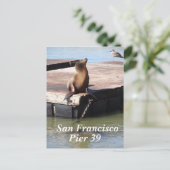 San Francisco Pier 39 Zee Lion Briefkaart (Staand voorkant)