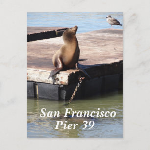 San Francisco Pier 39 Zee Lion Briefkaart