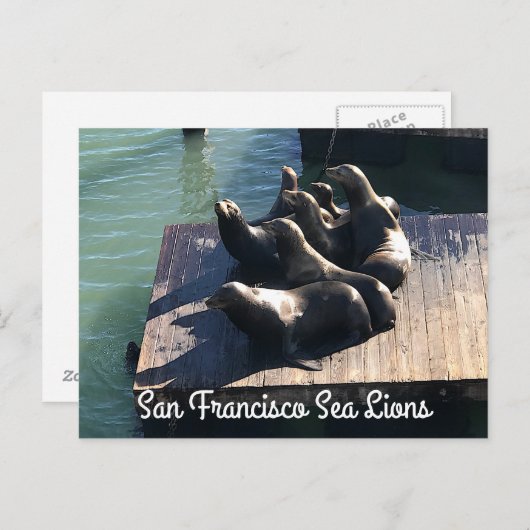 San Francisco Pier 39 Zee Lions #2 Briefkaart (Voorkant / Achterkant)