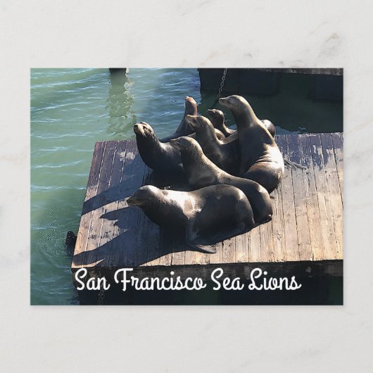 San Francisco Pier 39 Zee Lions #2 Briefkaart (Voorkant)