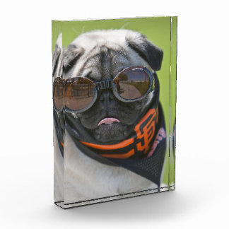 San Francisco Pug Fotoblokken