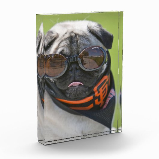 San Francisco Pug Fotoblokken (Links)