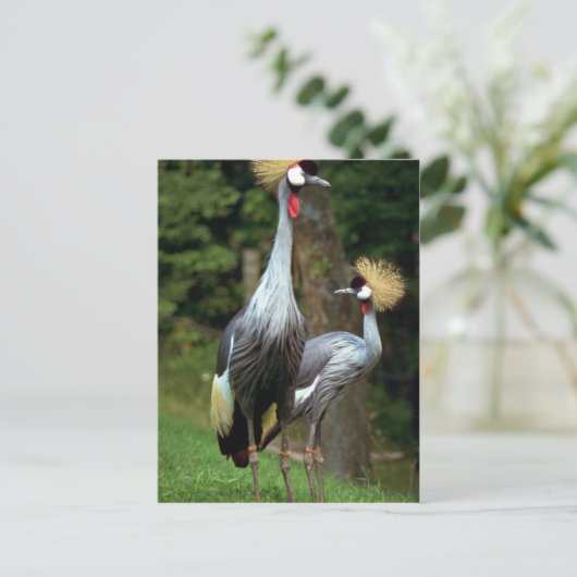 San Francisco Zoo Briefkaart (Staand voorkant)