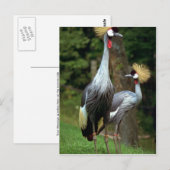 San Francisco Zoo Briefkaart (Voorkant / Achterkant)